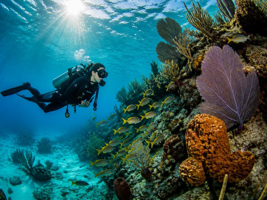 Scuba diver exploring a vibrant coral reef in Turks and Caicos